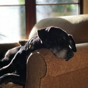 Meet your Posher, Jake